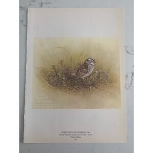 Glen Loates, White-Throated Sparrow, Indian Pipe, Double-Sided, Graphics,